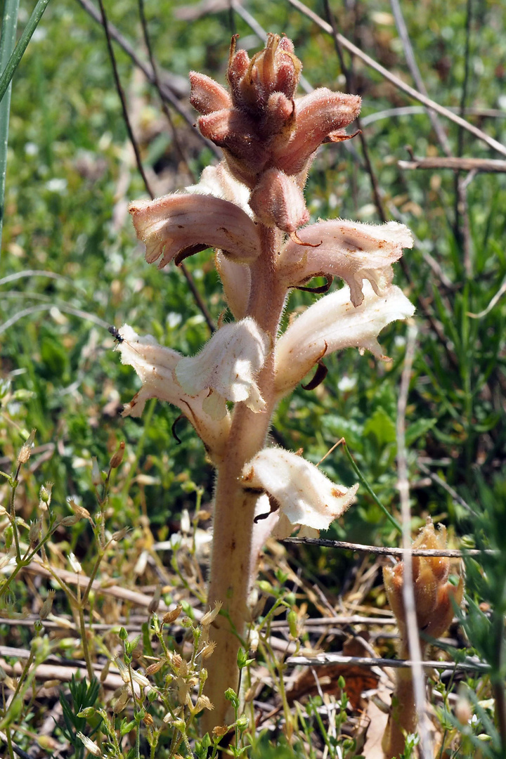 Elsässer Sommerwurz (Orobanche alsatica)