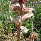 Elsässer Sommerwurz (Orobanche alsatica)