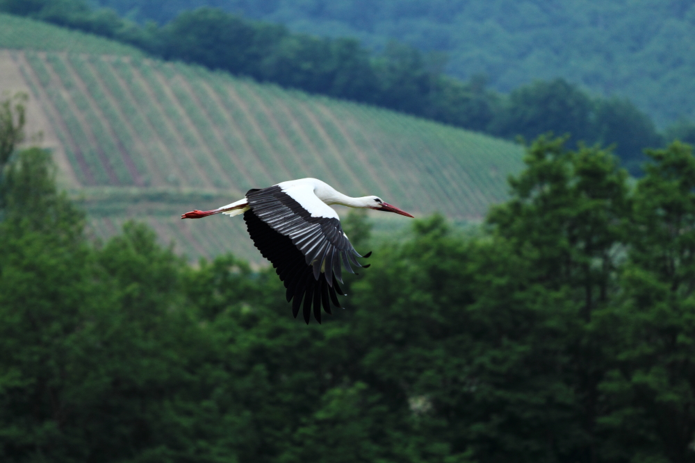 (Elsässer) Storch