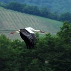 (Elsässer) Storch