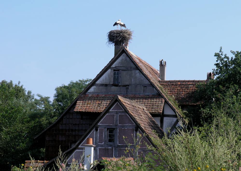 Elsass die Traumdestination der Störche