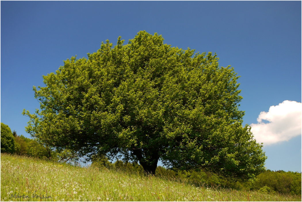 Elsbeerbaum im Frühjahr