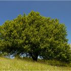 Elsbeerbaum im Frühjahr