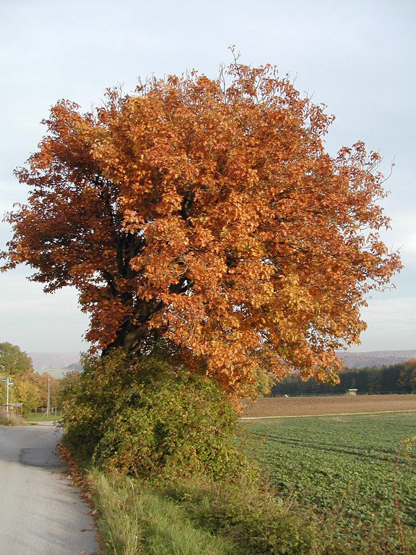 Elsbeere im Herbst