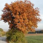 Elsbeere im Herbst