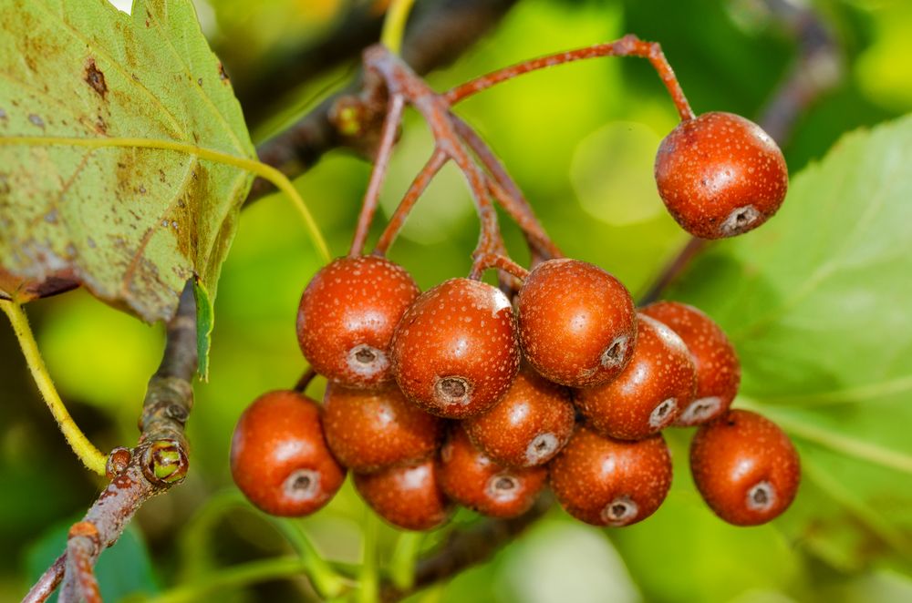 Elsbeere (Sorbus torminalis)