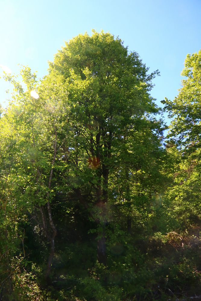 Elsbeerel im Wald entdeckt