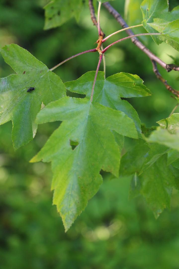 Elsbeerel im Wald entdeckt