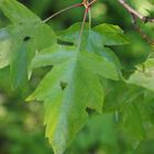 Elsbeerel im Wald entdeckt