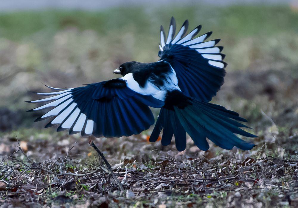 Elster Foto & Bild | tiere, wildlife, wild lebende vögel Bilder auf