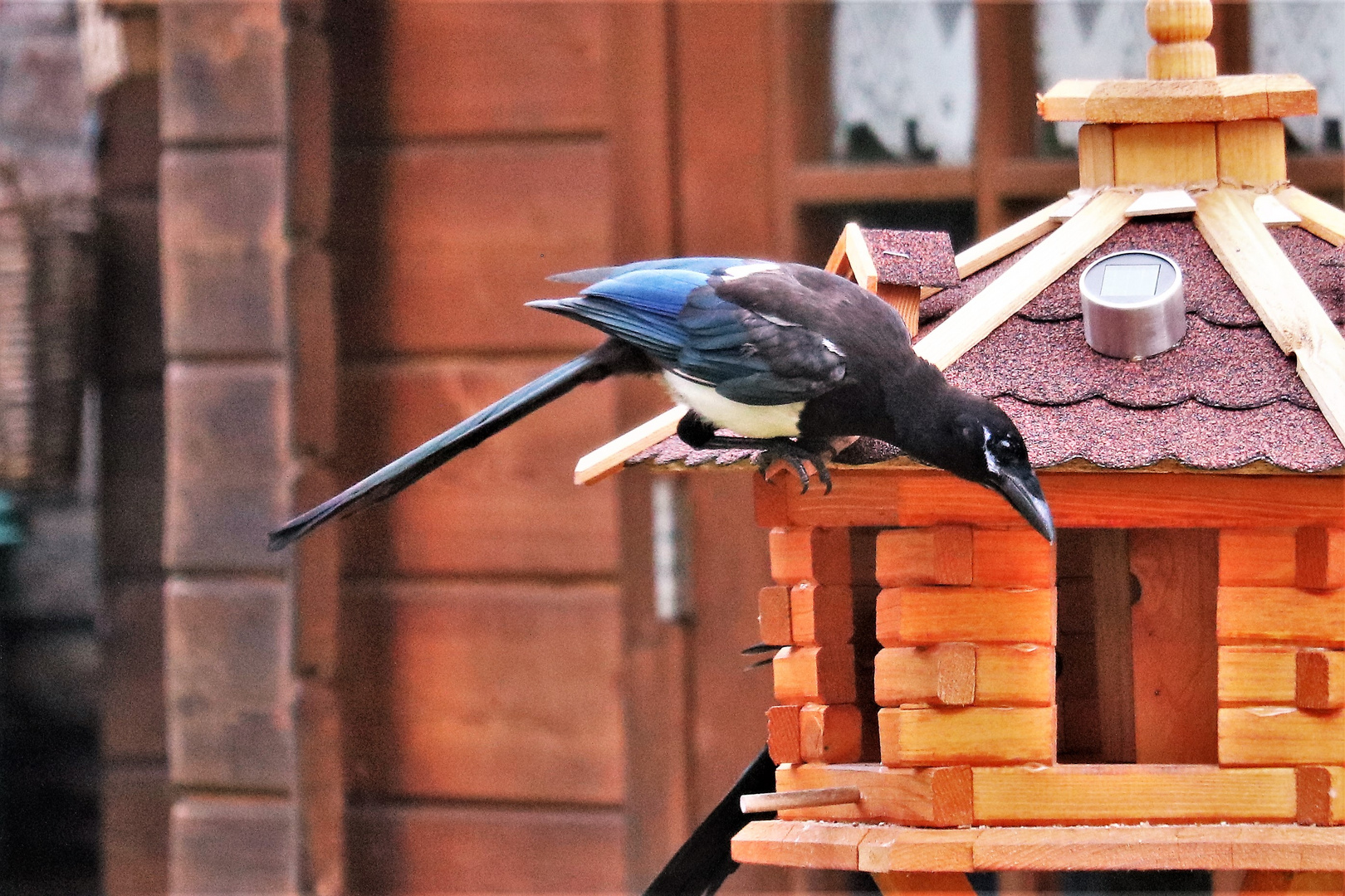 Elster am Futterhaus