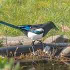 Elster am Gartenteich