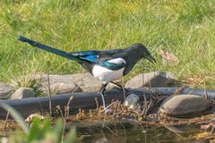 Elster am Gartenteich