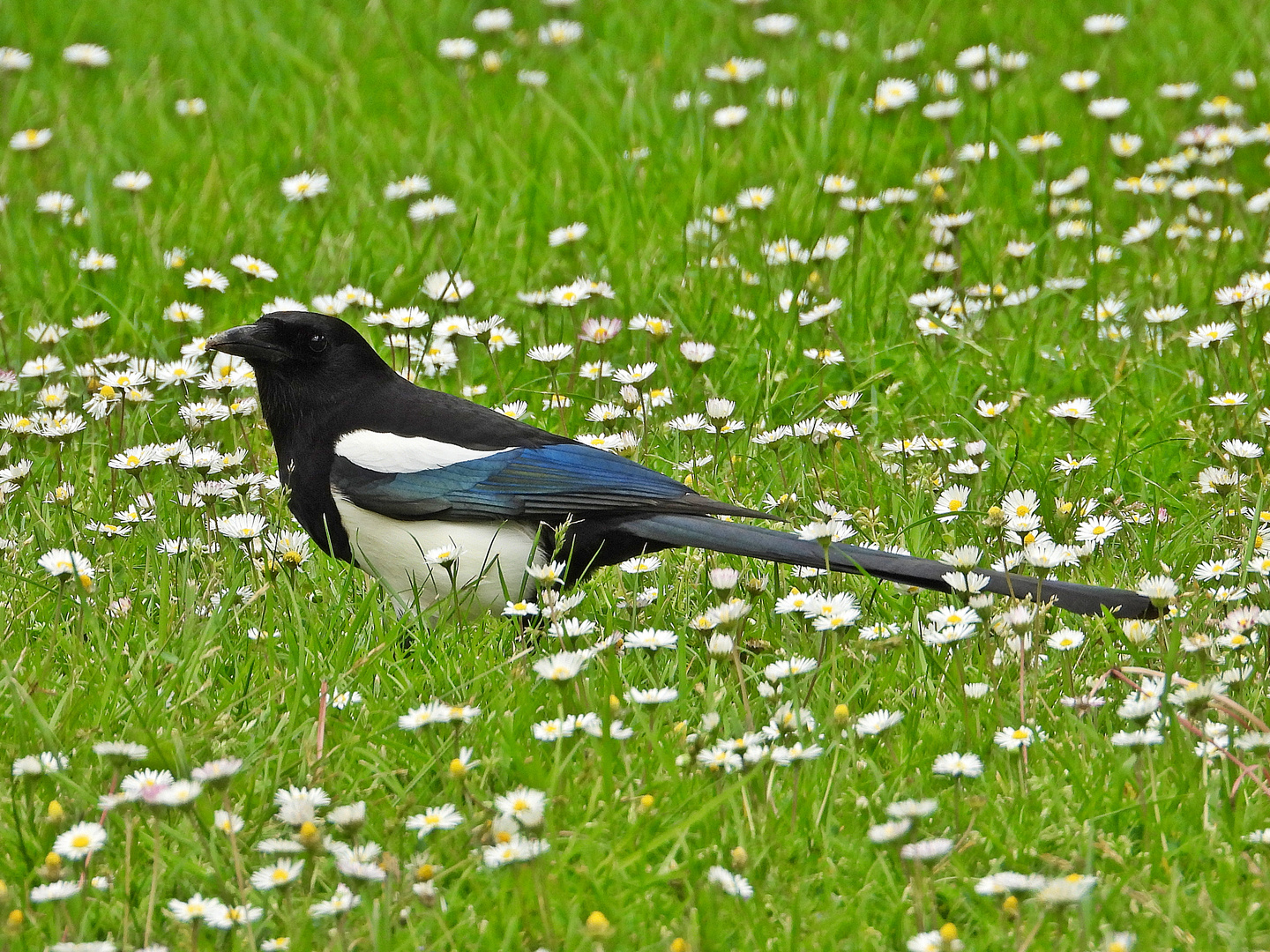 Elster auf der Blumenwiese