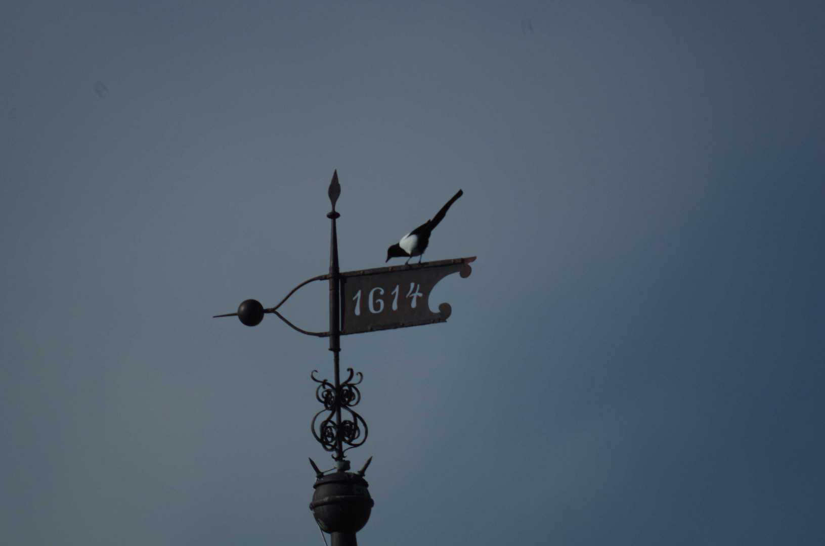 Elster auf Windfahne