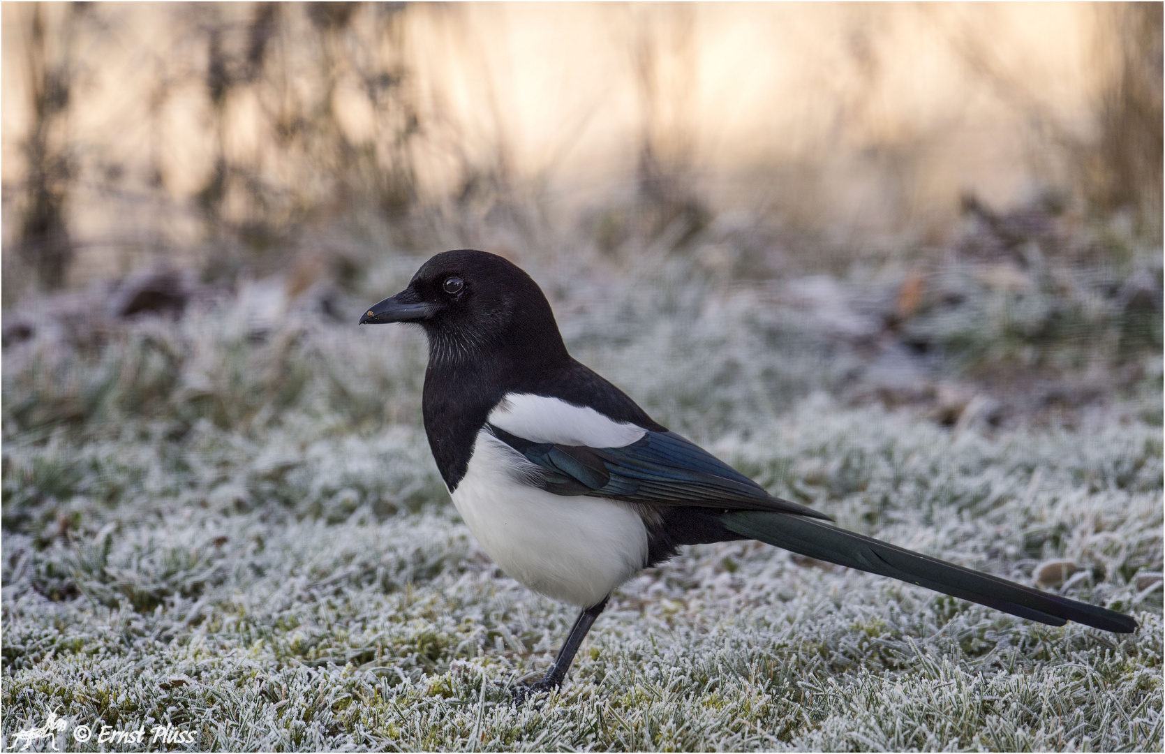 Elster Foto & Bild | tiere, wildlife, wild lebende vögel Bilder auf