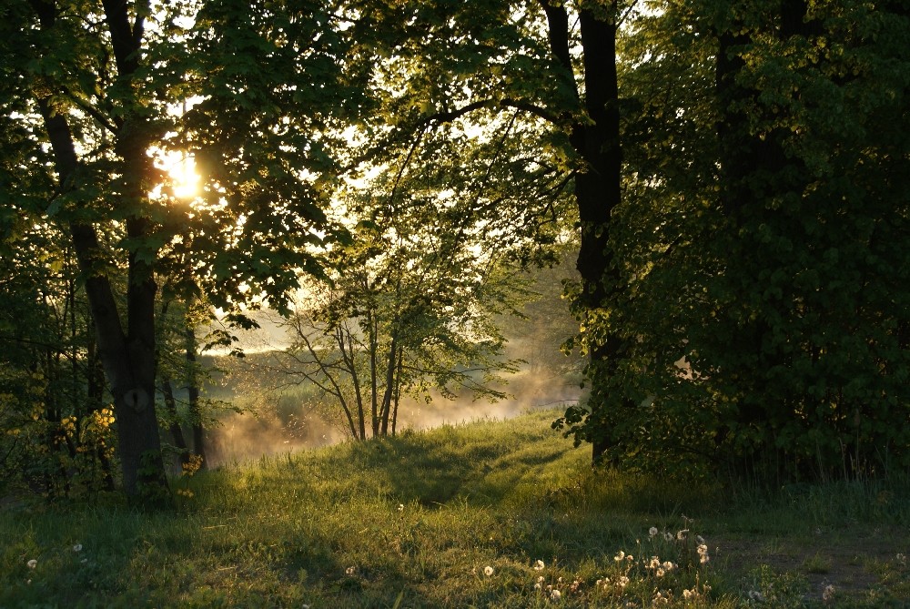 Elster bei Sonnenaufgang