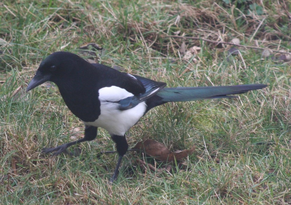 Elster bei uns im Garten Foto & Bild tiere, wildlife, wild lebende