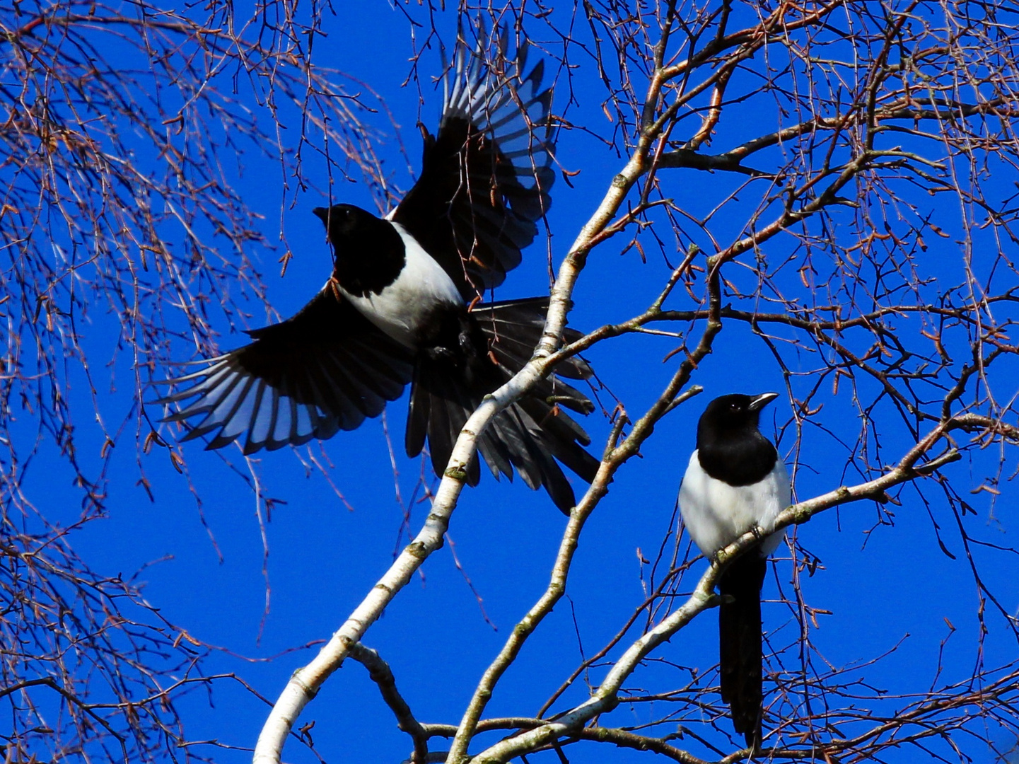 Elster beim Abflug