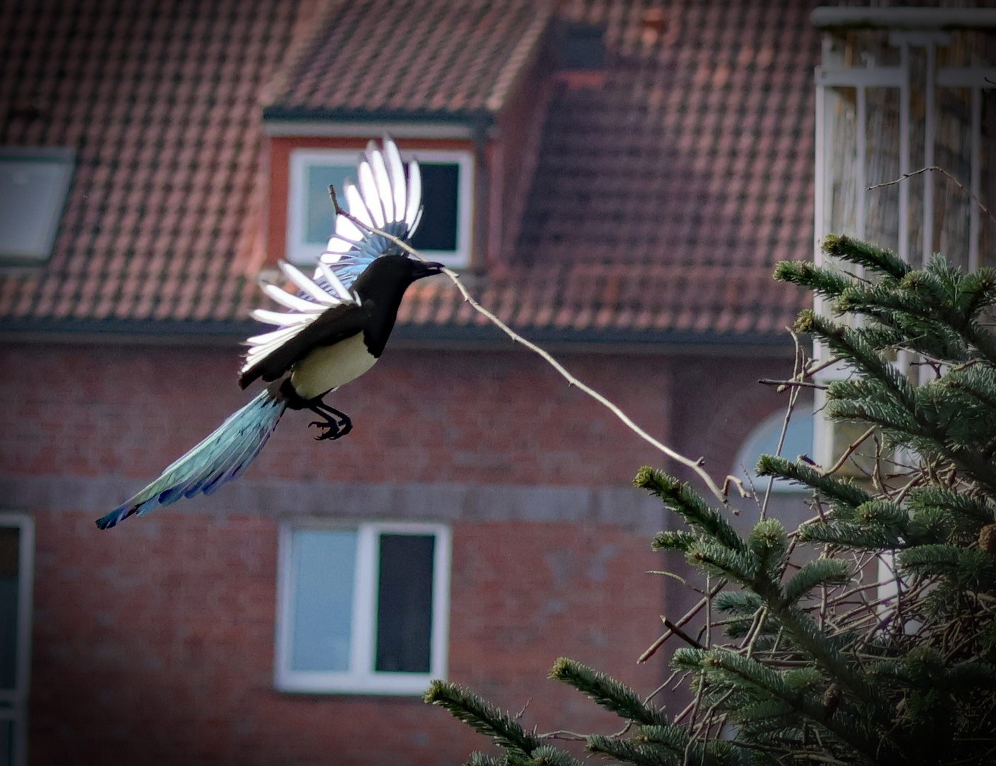 Elster beim Nestbau