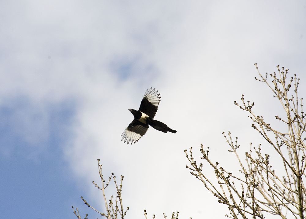 Elster bei'm Nestbau im Flug