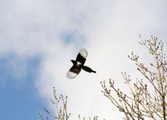 Elster bei'm Nestbau im Flug