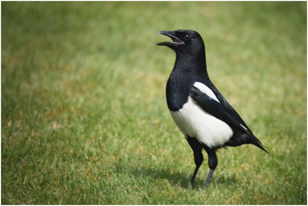 Elster Foto & Bild | natur, vogel, tiere Bilder auf fotocommunity