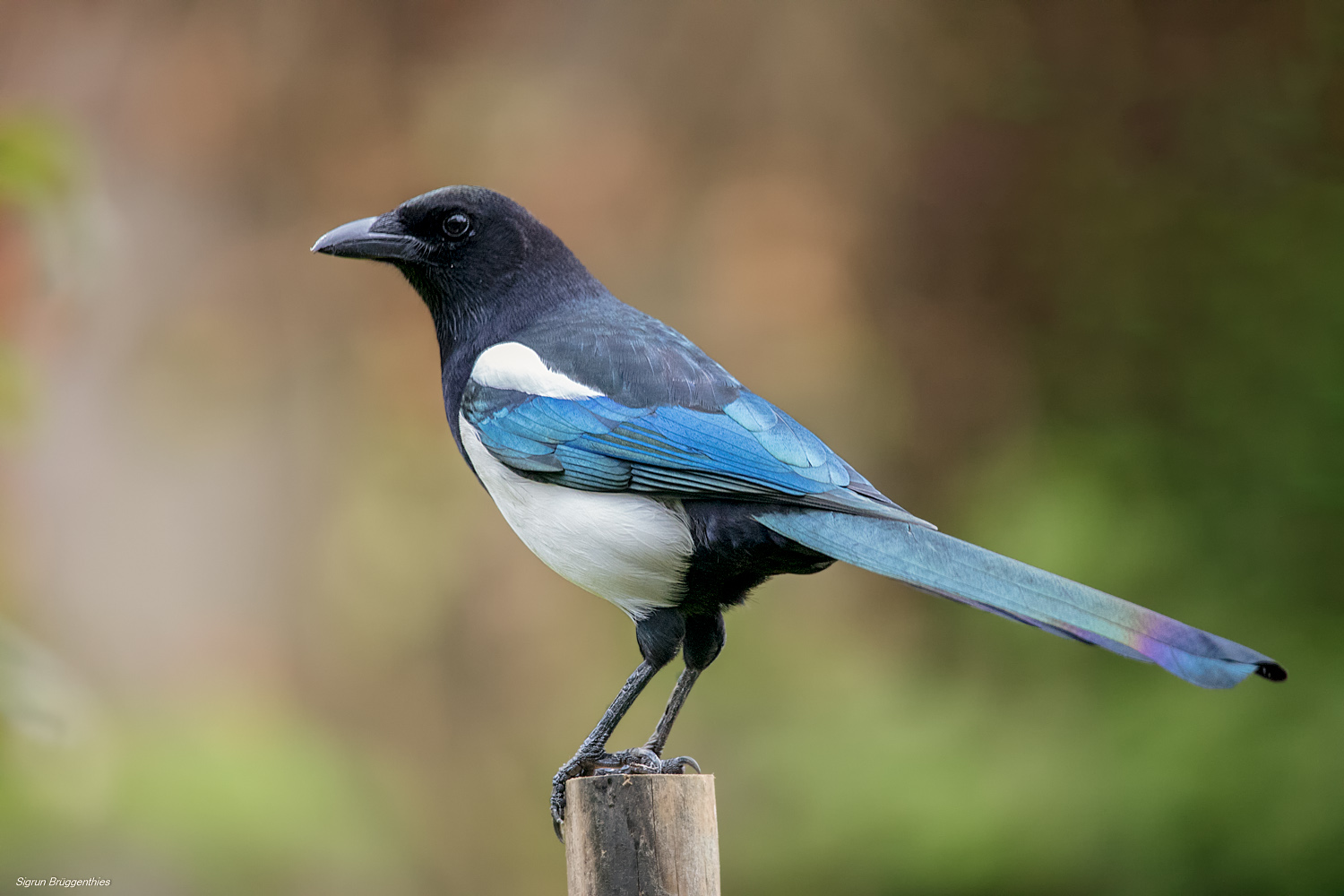 Elster Foto & Bild | tiere, wildlife, wild lebende vögel Bilder auf