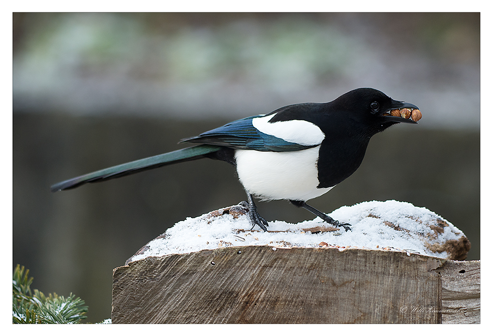 Elster &ldquo;die Diebische&rdquo; im Januar Foto & Bild | tiere, wildlife, wild