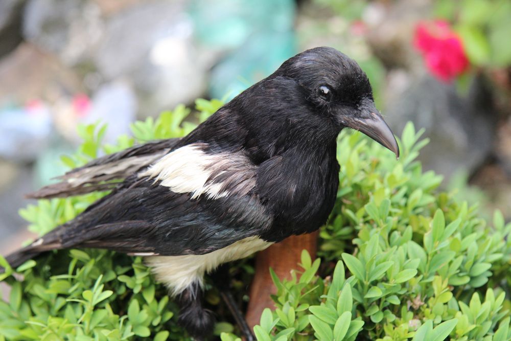 Elster, ein scheuer stolzer Rabenvogel