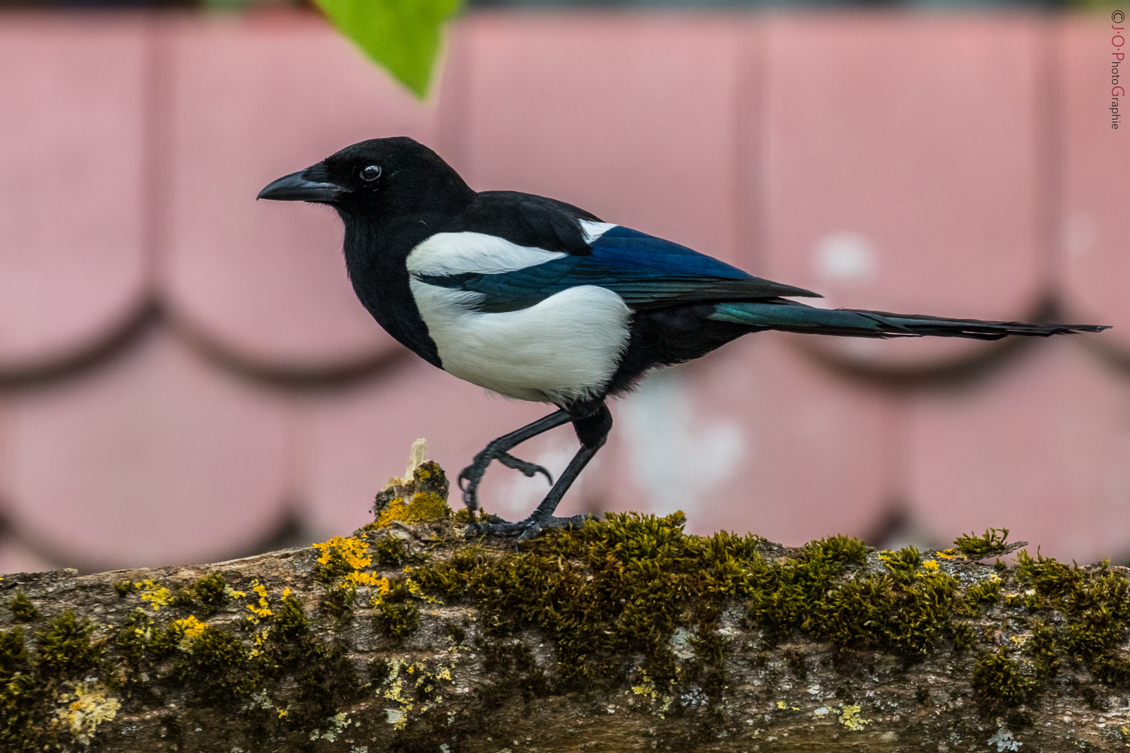 Elster, European Magpie