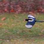 Elster fliegend mit Beute