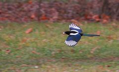 Elster fliegend mit Beute