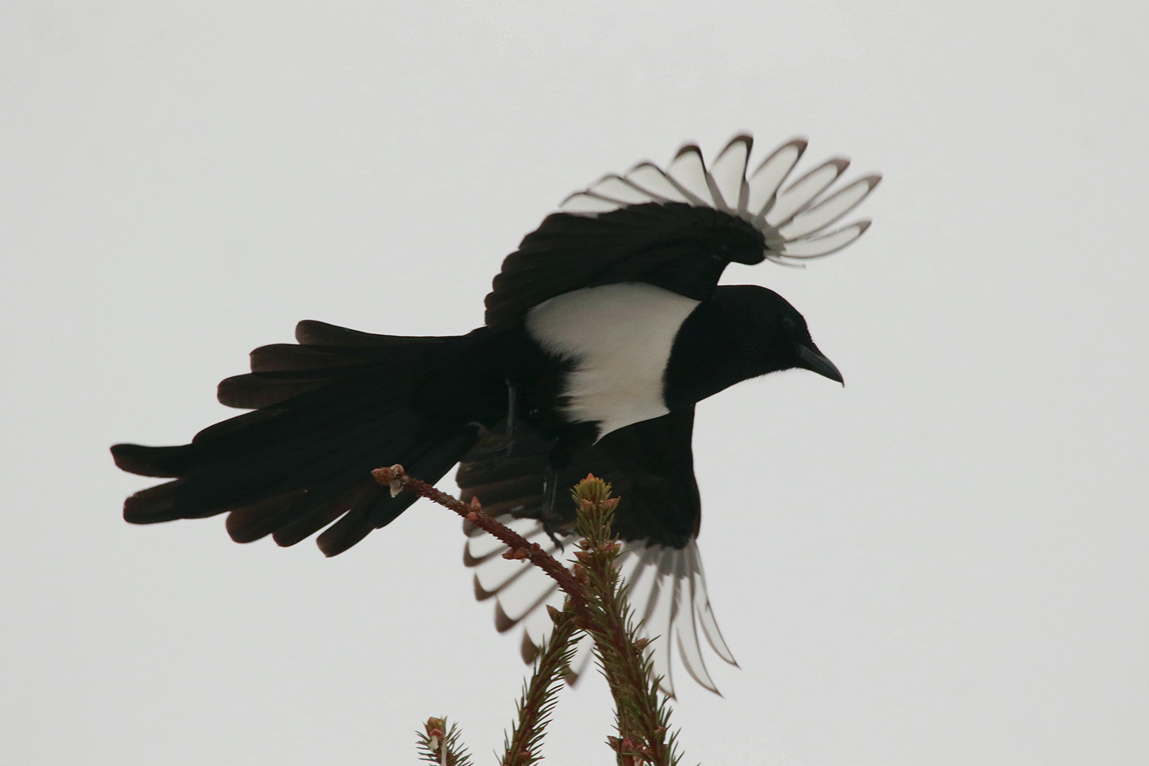 Elster Flügel oder Orca der Lüfte