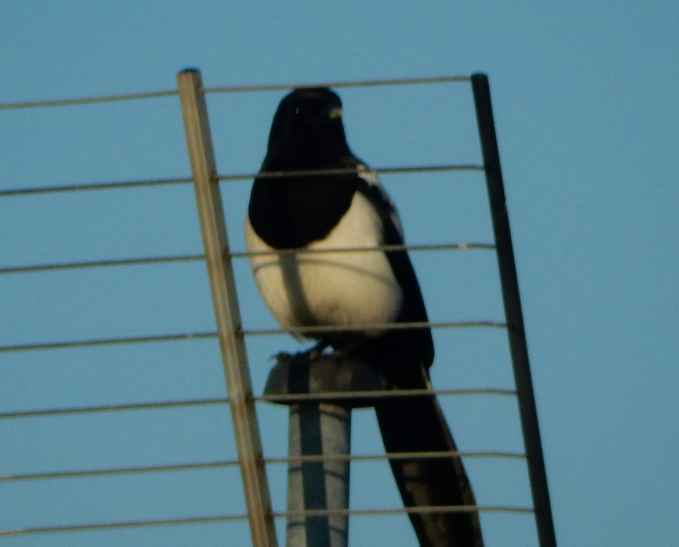 Elster hinter Gittern