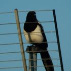 Elster hinter Gittern