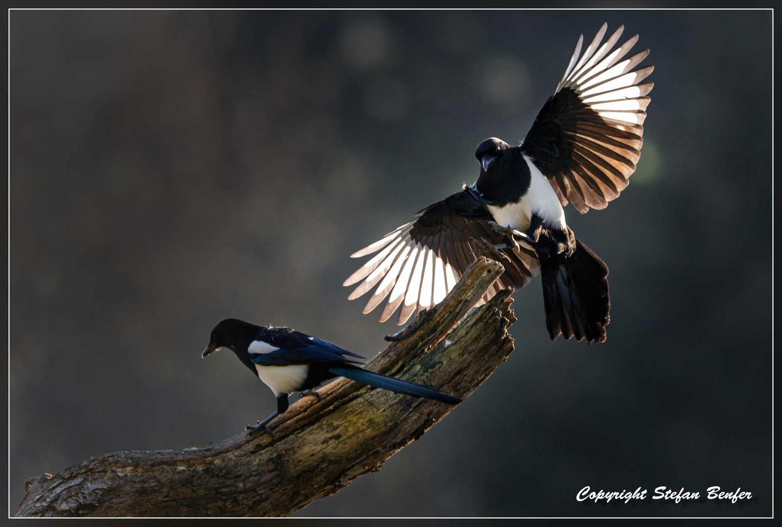 Elster im Anflug