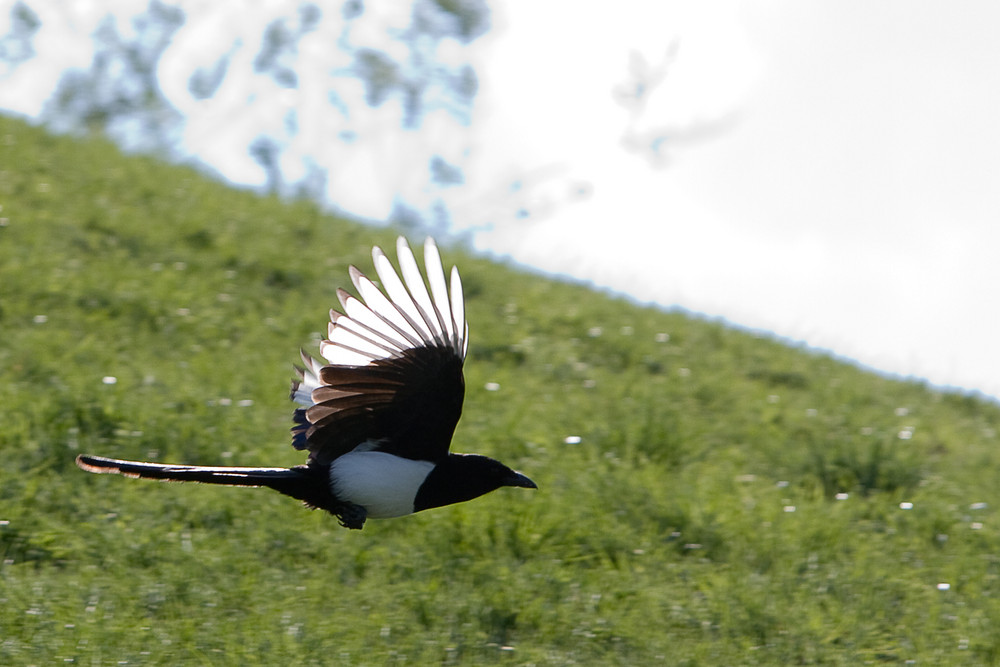 Elster im Anflug...