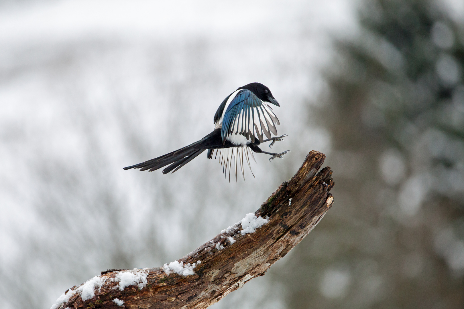 Elster im Anflug