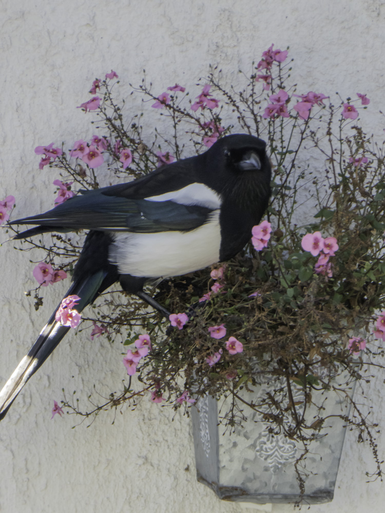 Elster im Blumentopf