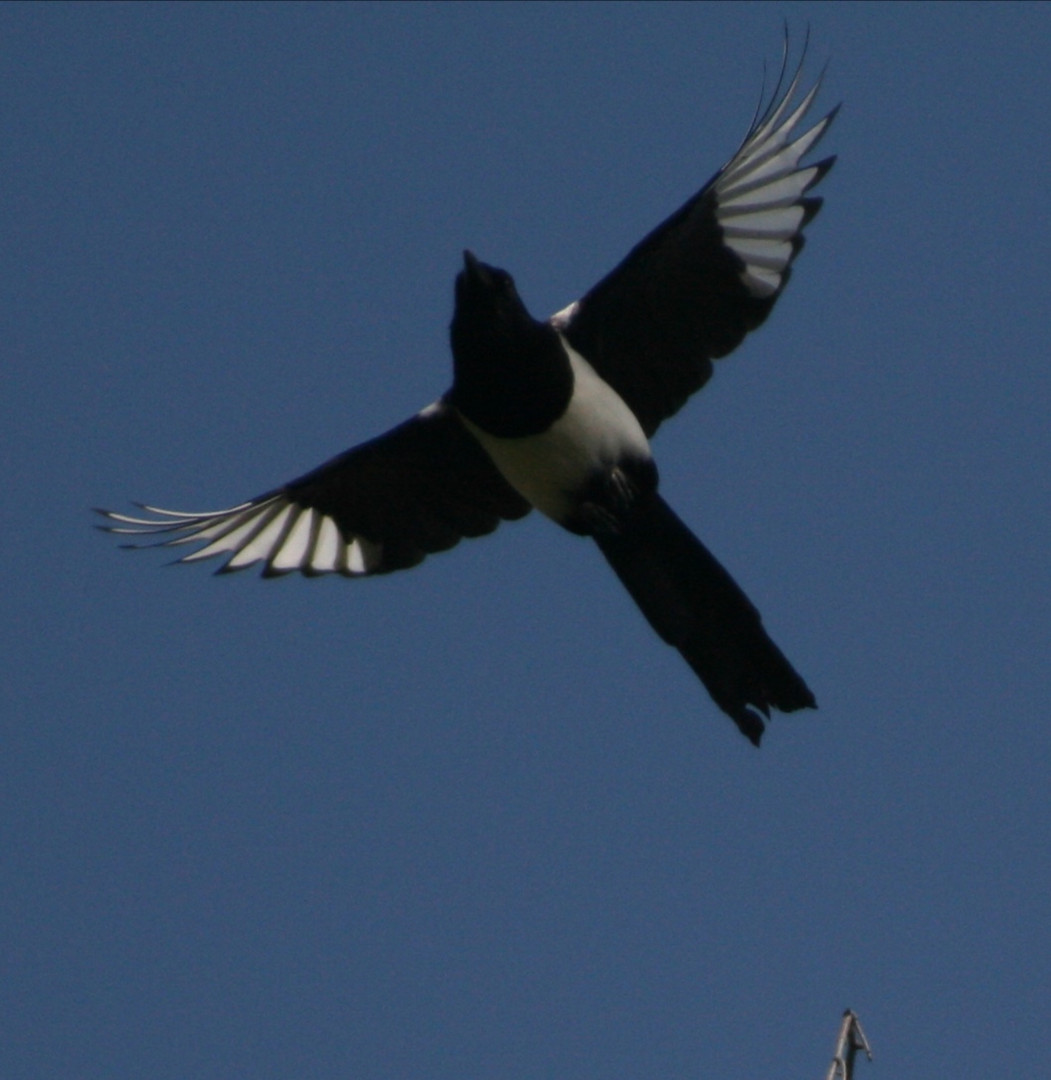 Elster im Flug