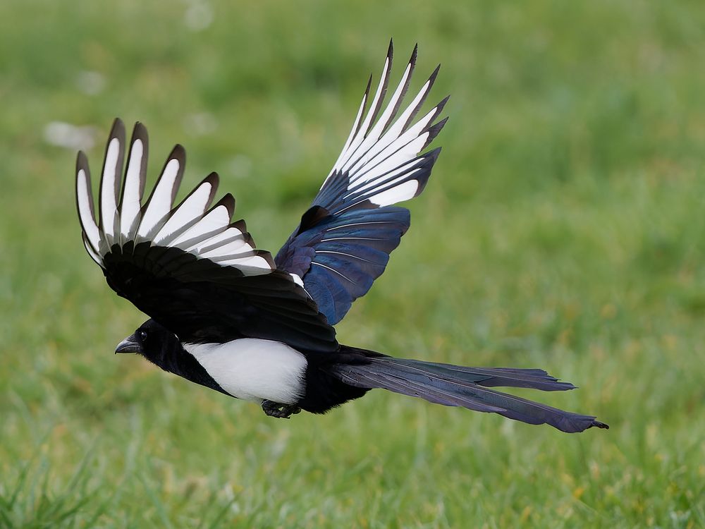 Elster im Flug Foto & Bild tiere, wildlife, wild lebende vögel Bilder auf