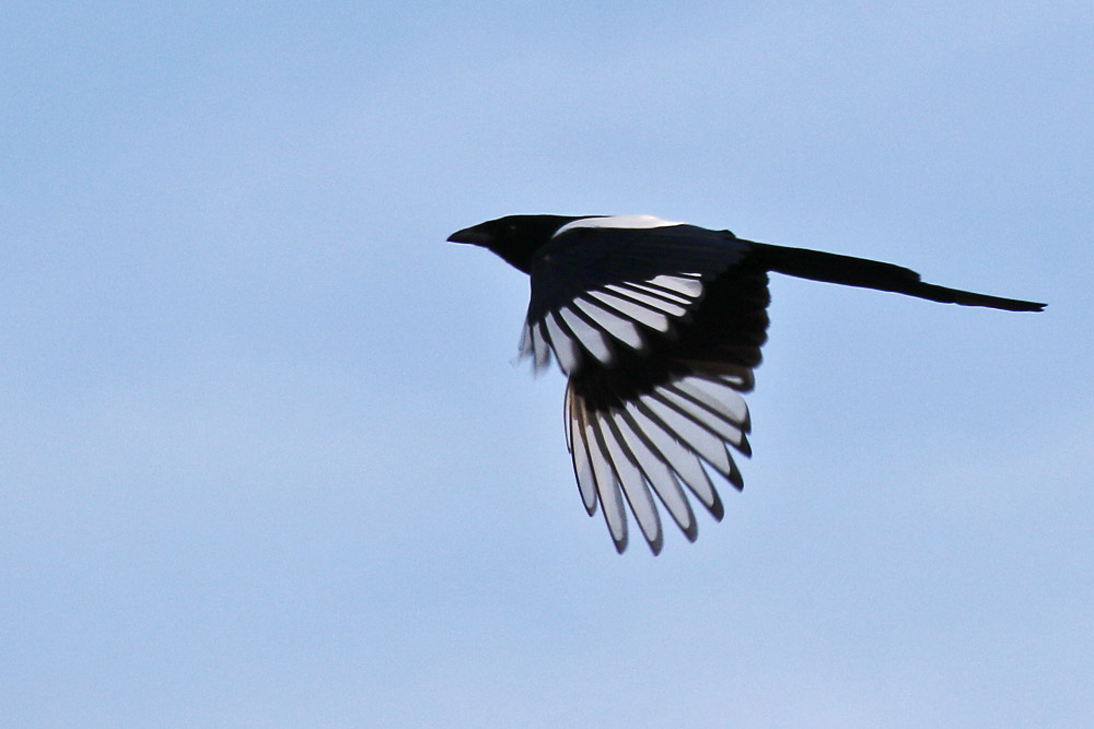 Elster im Flug