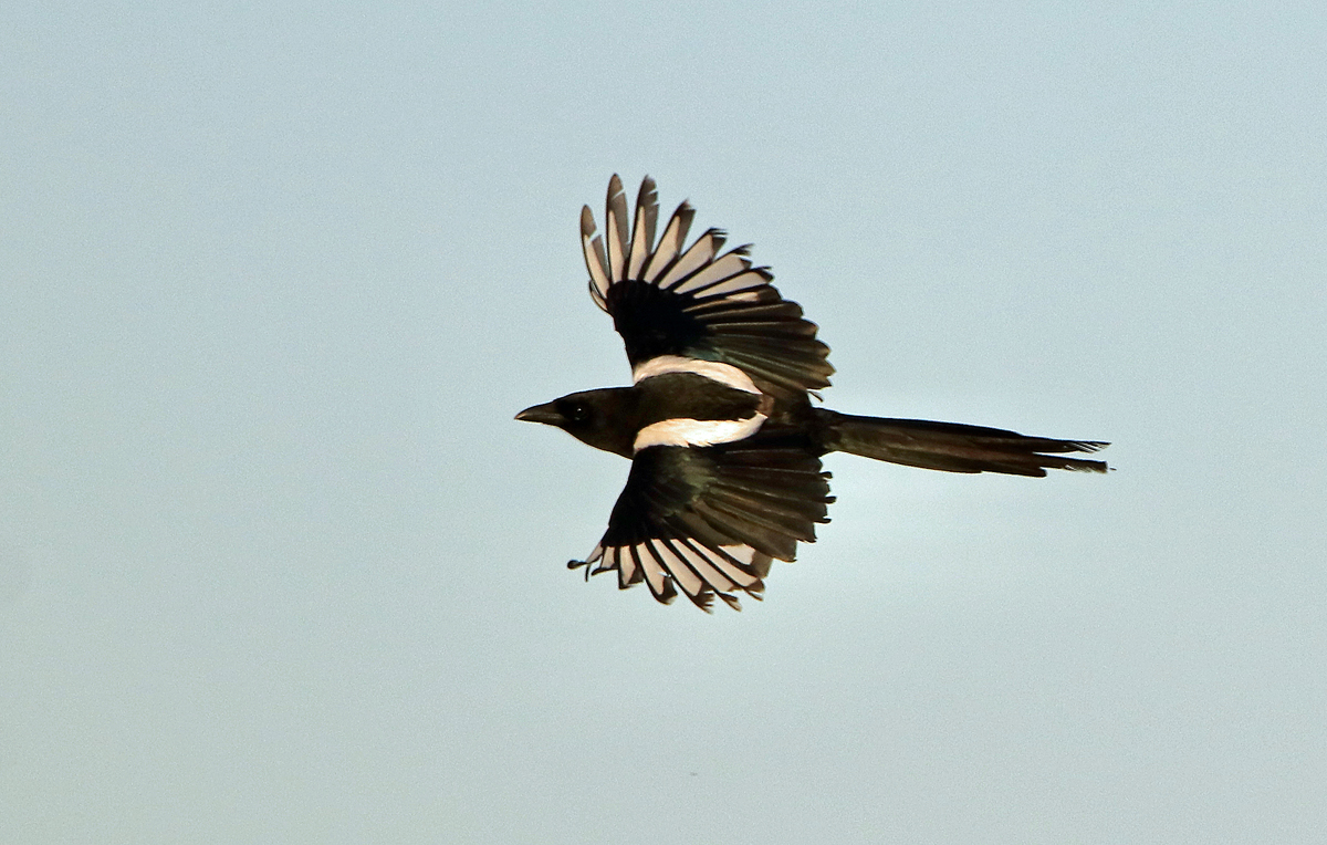 Elster im Flug