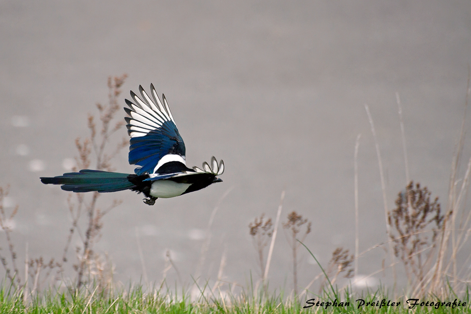 Elster im Flug