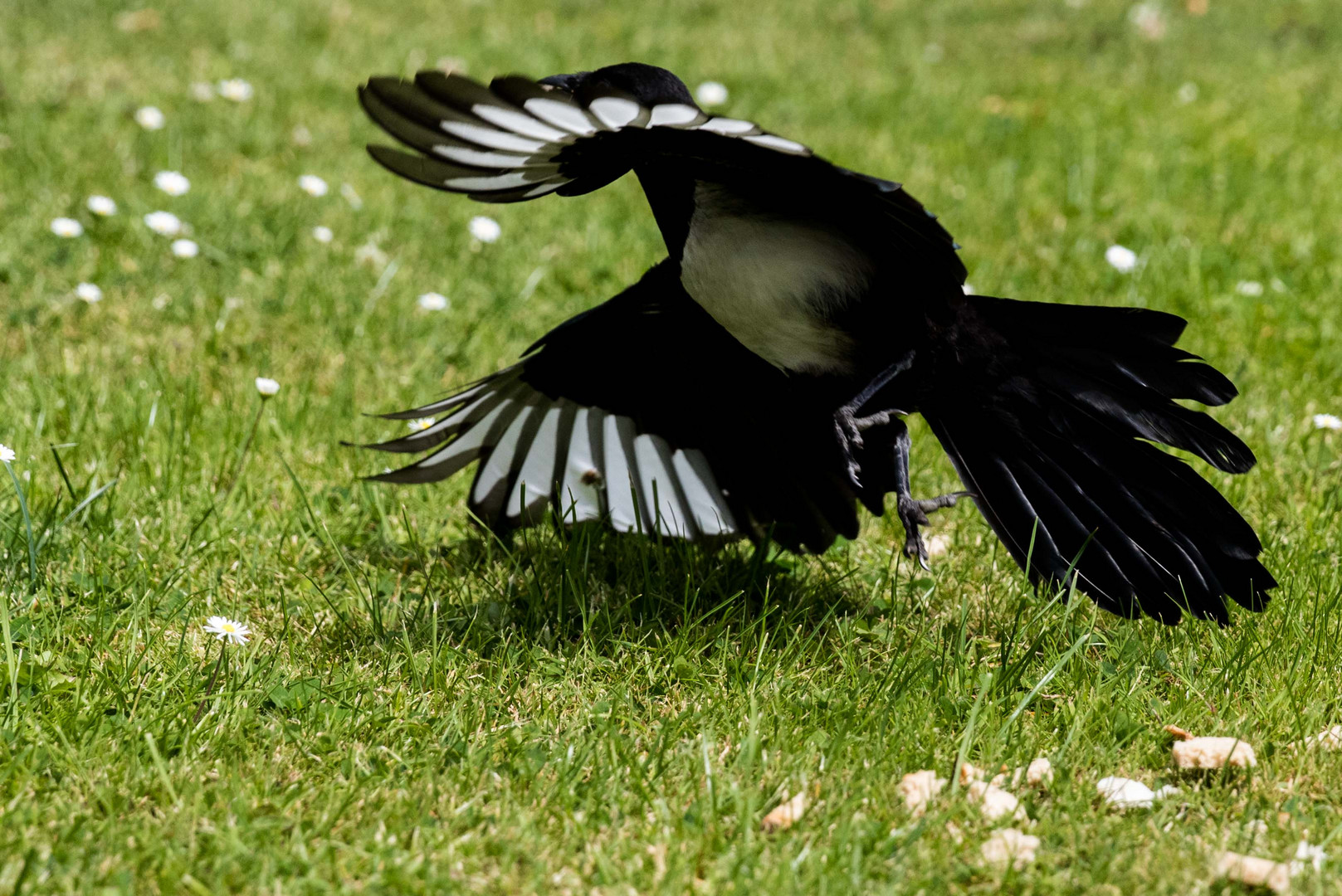 Elster im Flug