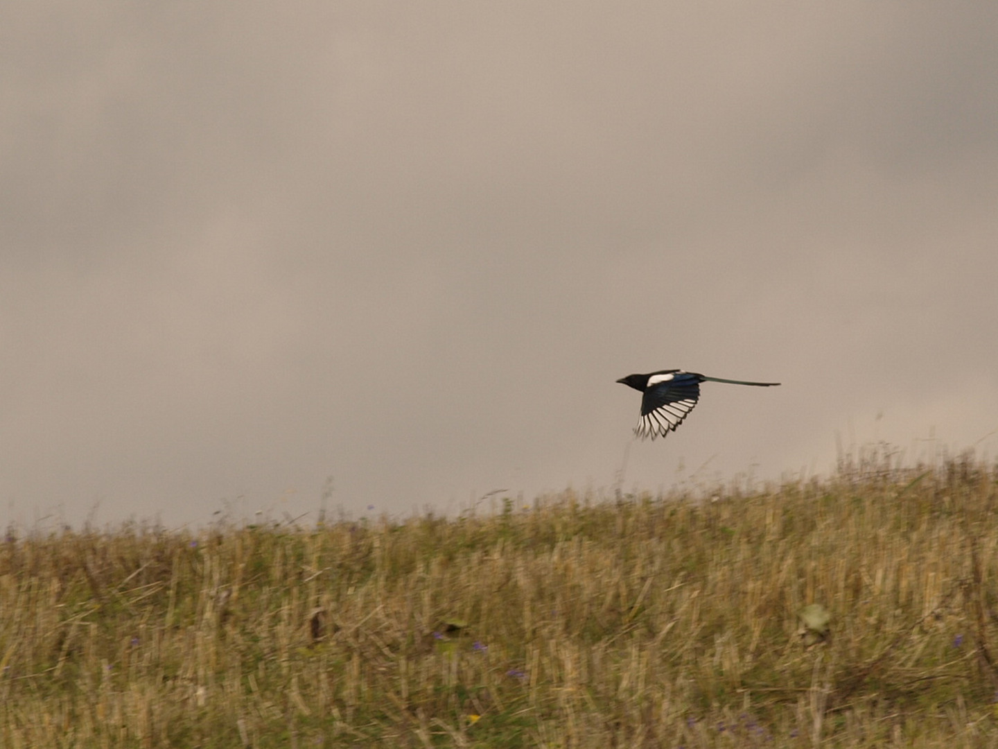 Elster im Flug (Ermland/Polen)