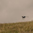 Elster im Flug (Ermland/Polen)