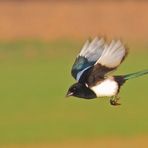 Elster im Flug. Gelungen oder nicht gelungen - wie würdest Du entscheiden?