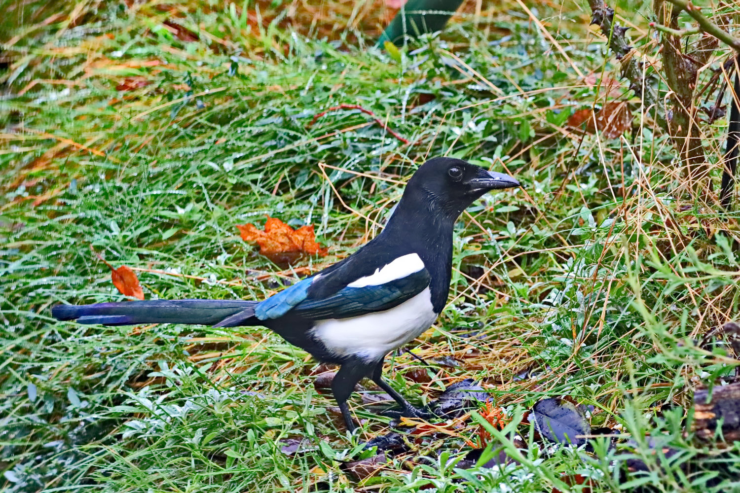 Elster im Garten Foto & Bild vögel, fotos, nature Bilder auf